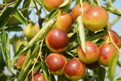 沾化冬棗農殘檢測使用蔬菜農殘檢測儀器 沾化冬棗農殘檢測使用蔬菜農殘檢測儀器