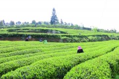 宜居茶葉產業園用農殘速測儀檢測茶葉農殘 宜居茶葉產業園用農殘速測儀檢測茶葉農殘